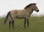 Preview: Baby Body Romper Animal Tails Przewalski Pferd