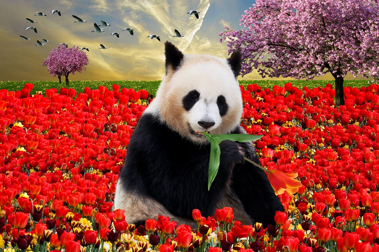 panda von pandamode